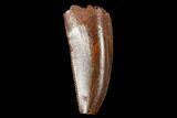 Serrated, Raptor Tooth - Real Dinosaur Tooth #178469-1